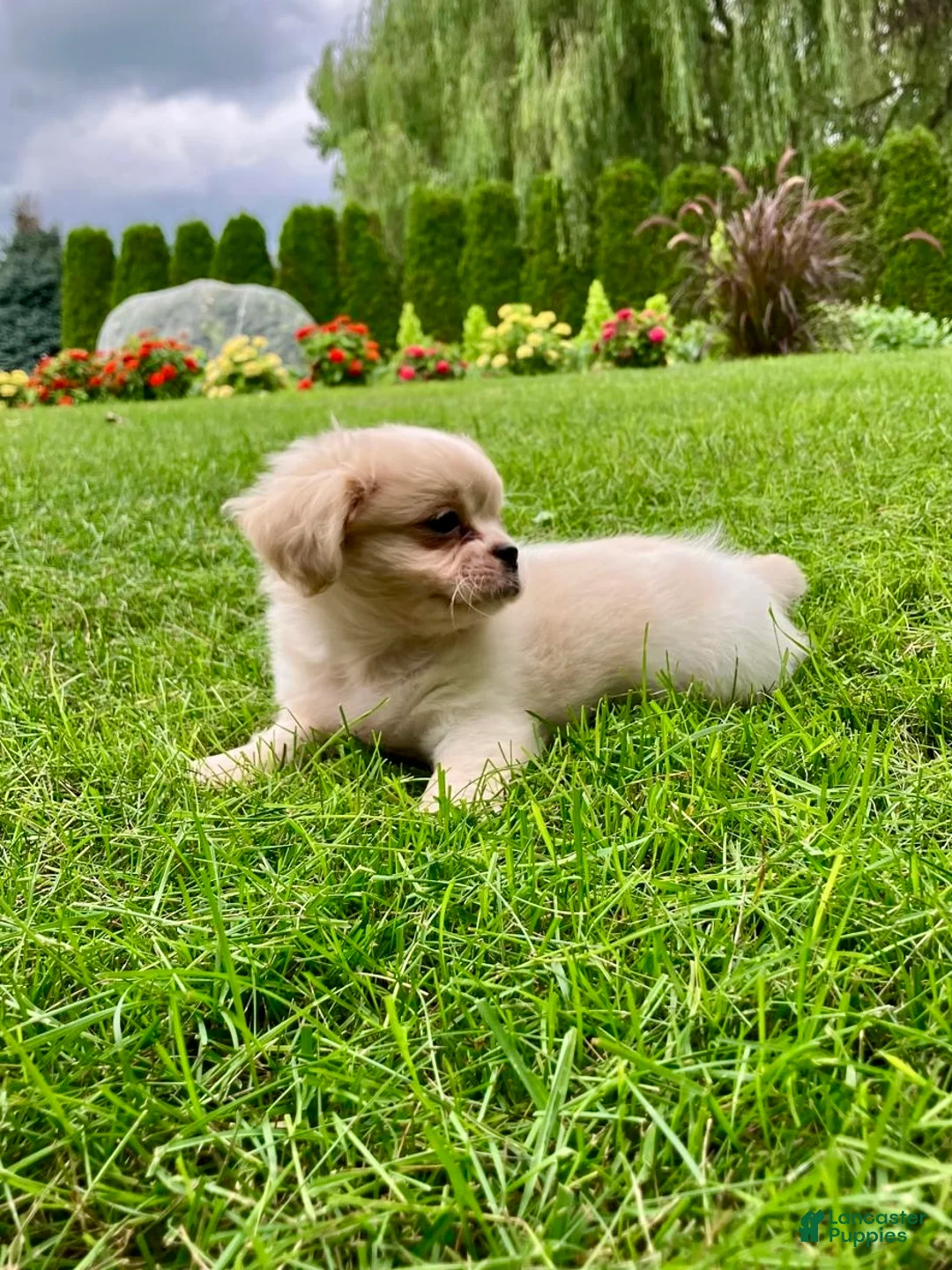 Shih Tzu dogs for sale: Honey - Ad 5