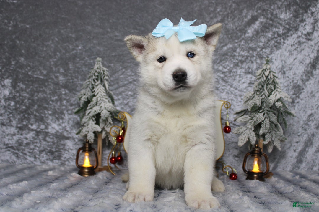 Pomsky dogs for sale: Aelin  - Ad 1
