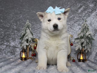 Pomsky dogs Aelin - Ad 28