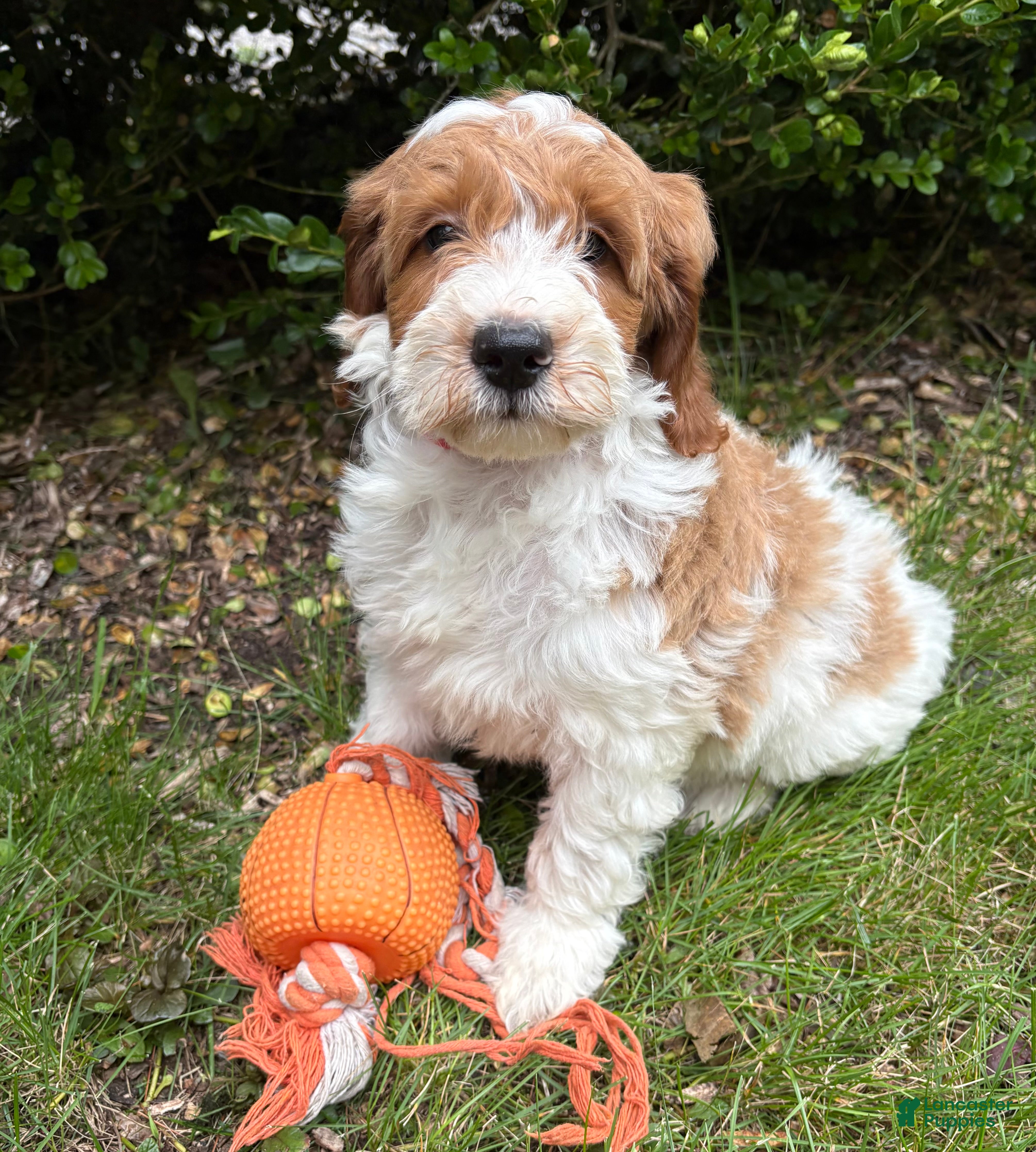 Goldendoodle dogs Anson - Ad 1