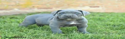 Cane Corso dogs for sale: Dakota - Ad 3