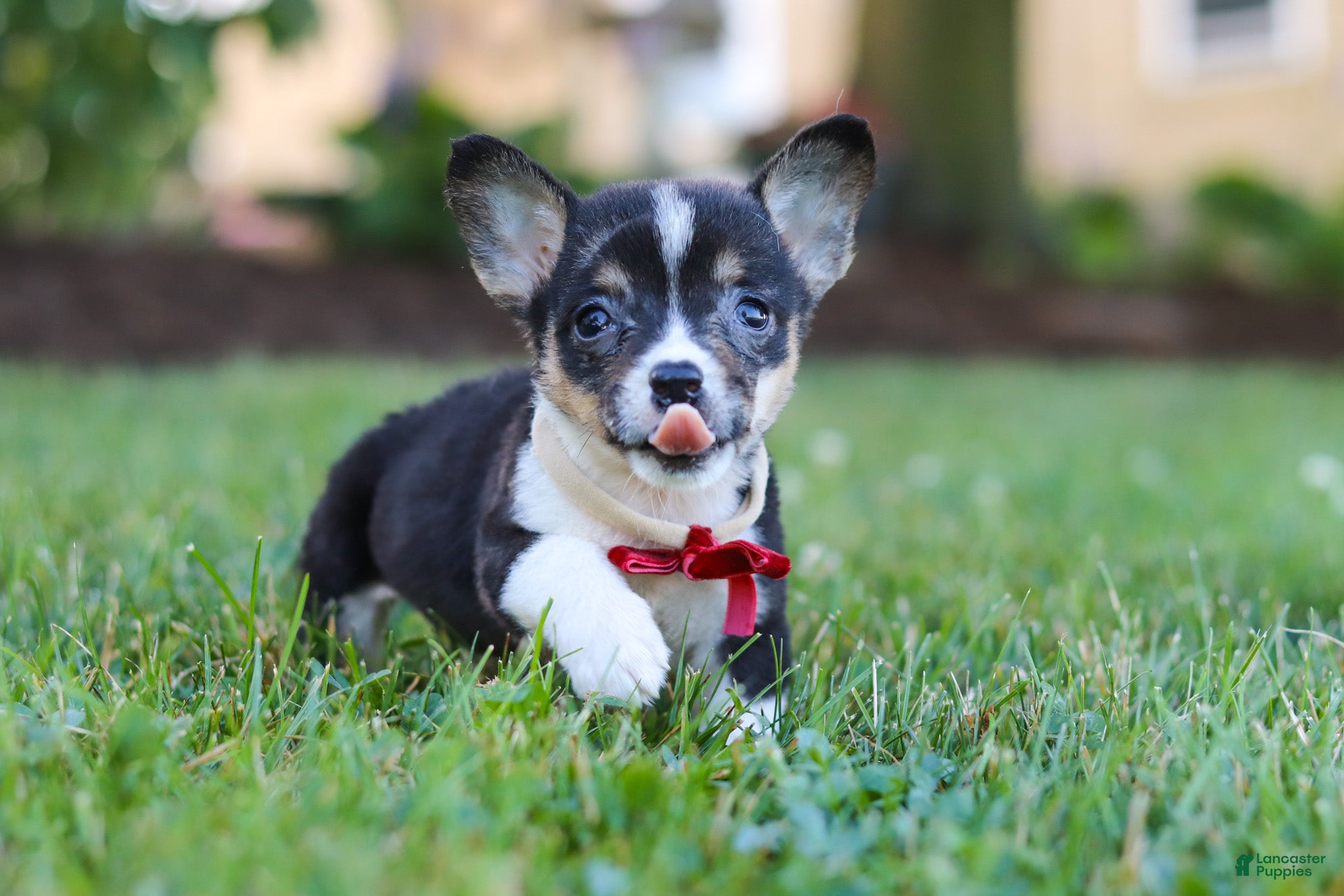 Welsh Corgi Pembroke dogs Diamond - Ad 2