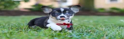 Welsh Corgi Pembroke dogs for sale: Diamond - Ad 2