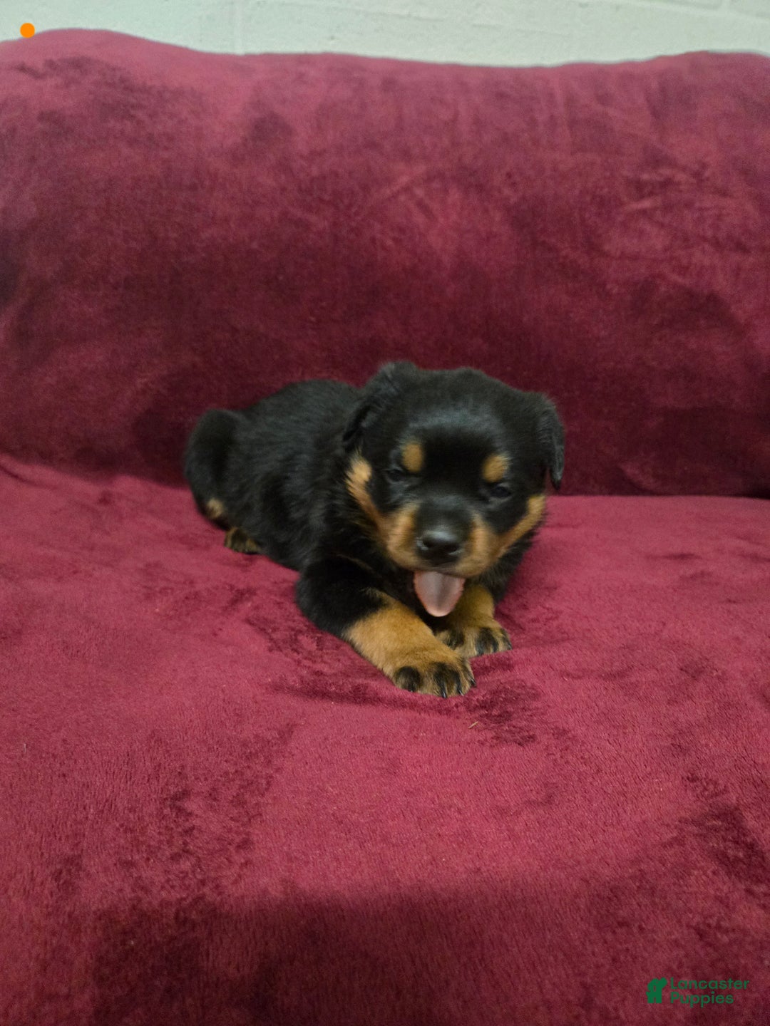 Rottweiler dogs for sale: Buck **Claimed** - Ad 4