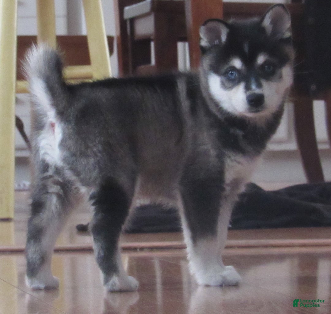 Alaskan Klee Kai dogs for sale: Rosie - Ad 1