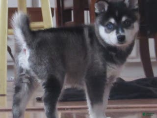 Alaskan Klee Kai dogs Rosie - Ad 3