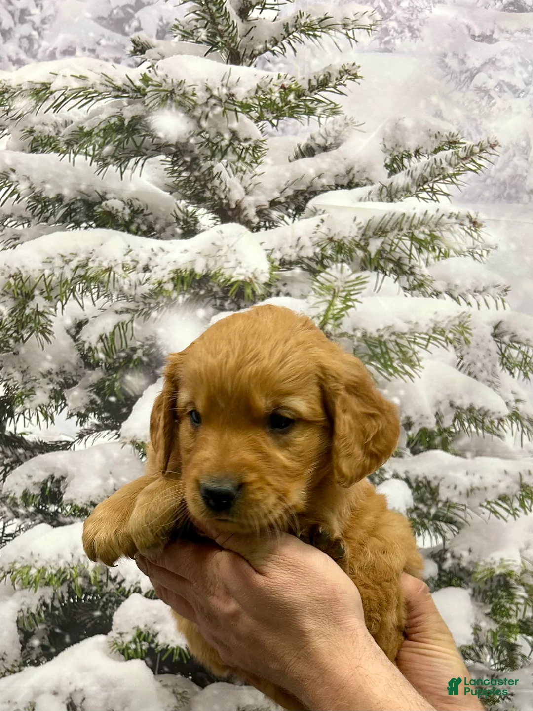Golden Retriever dogs for sale: Charlie  - Ad 5