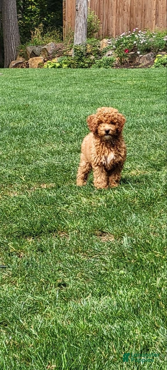 Mini Goldendoodle dogs Ginger  - Ad 1