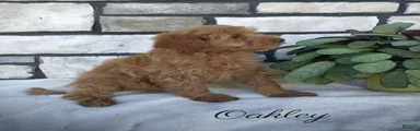 oakley