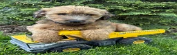 Whoodle dogs for sale: Dominic - Ad 3