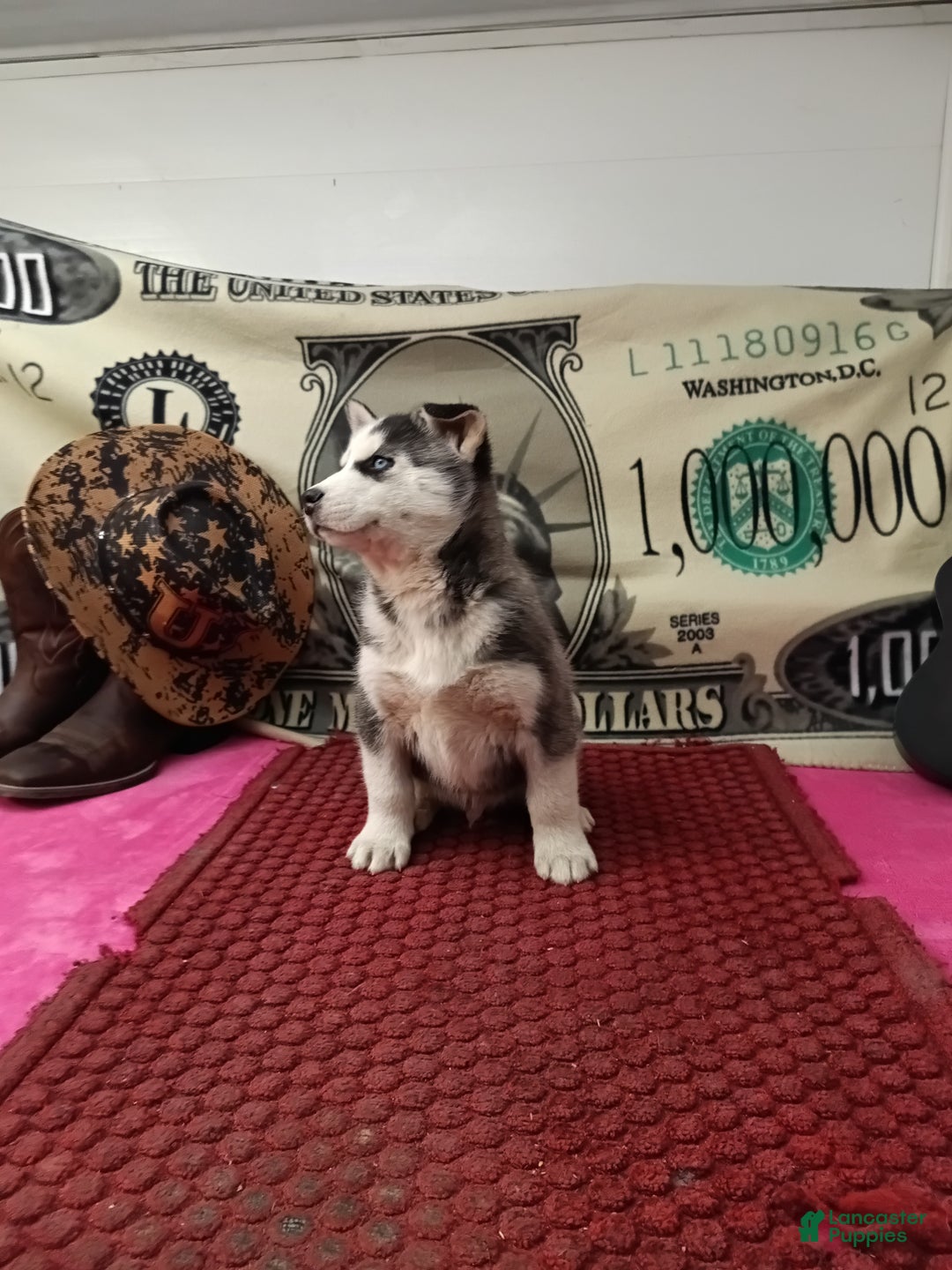 Siberian Husky dogs for sale: Anthony - Ad 3