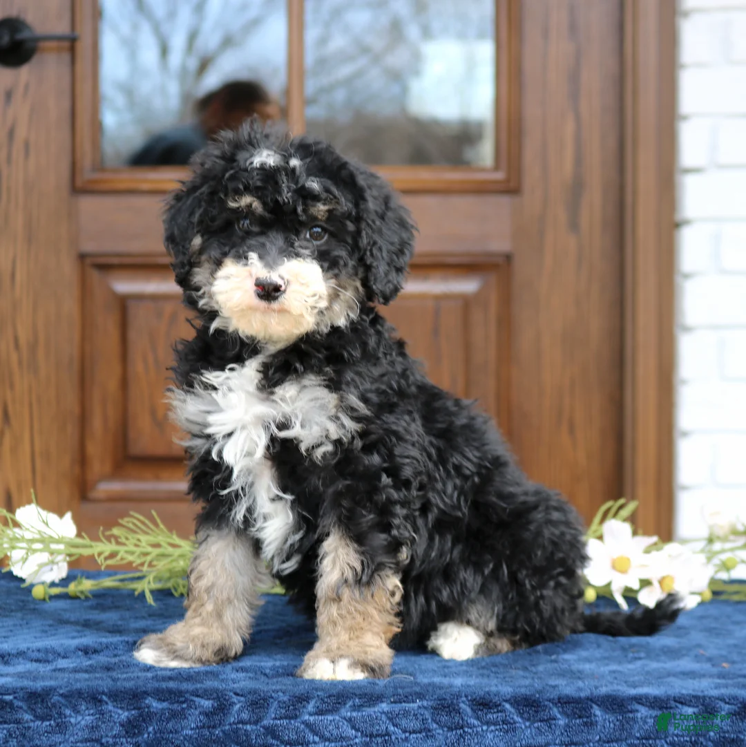 Mini Bernedoodle dogs for sale: Vivian  - Ad 1