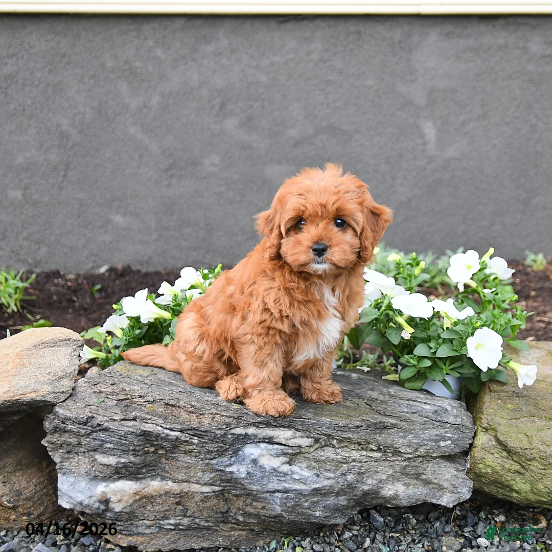 Cavapoo dogs for sale: Ellie - Ad 5