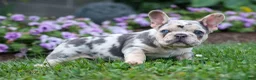 French Bulldog dogs for sale: Finn 🐾 - Ad 11