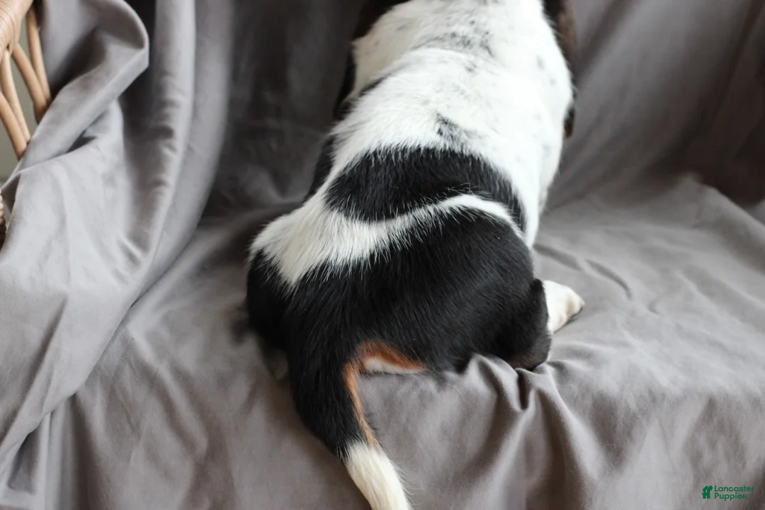 Basset Hound dogs for sale: Molly - Ad 4