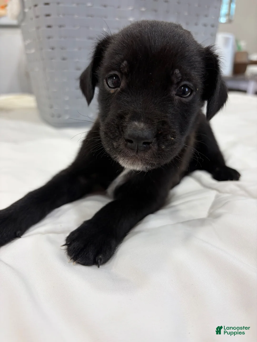 Mixed Breed dogs for sale: Labrador Retriever Mix - Ad 6