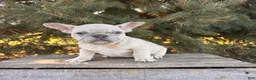 French Bulldog dogs for sale: Fiona - Ad 2