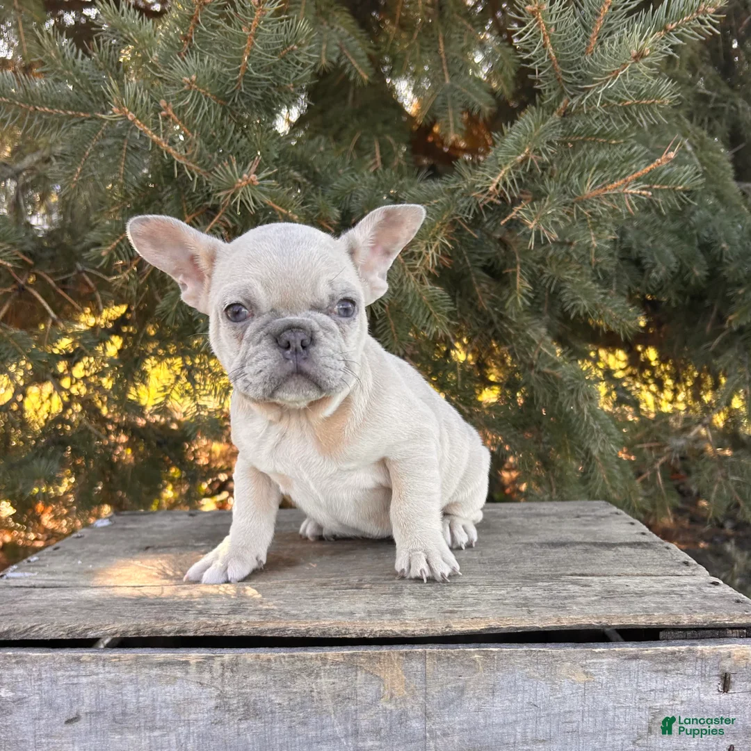 French Bulldog dogs for sale: Fiona - Ad 2
