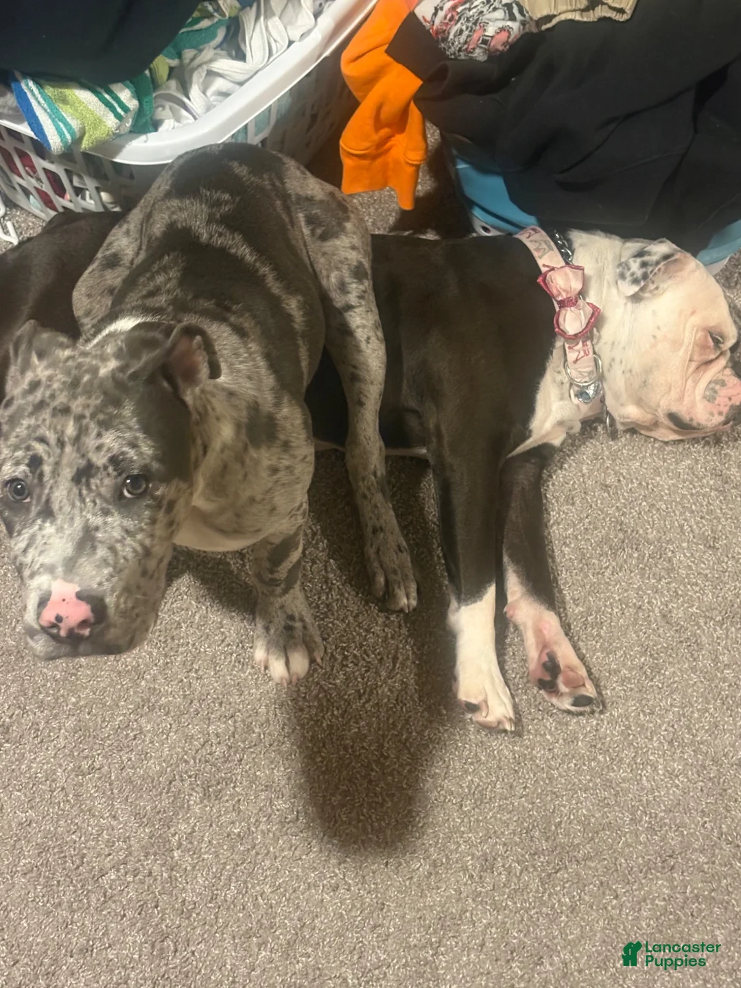Mixed Breed dogs for sale: Mixed Breed 1 - Ad 2