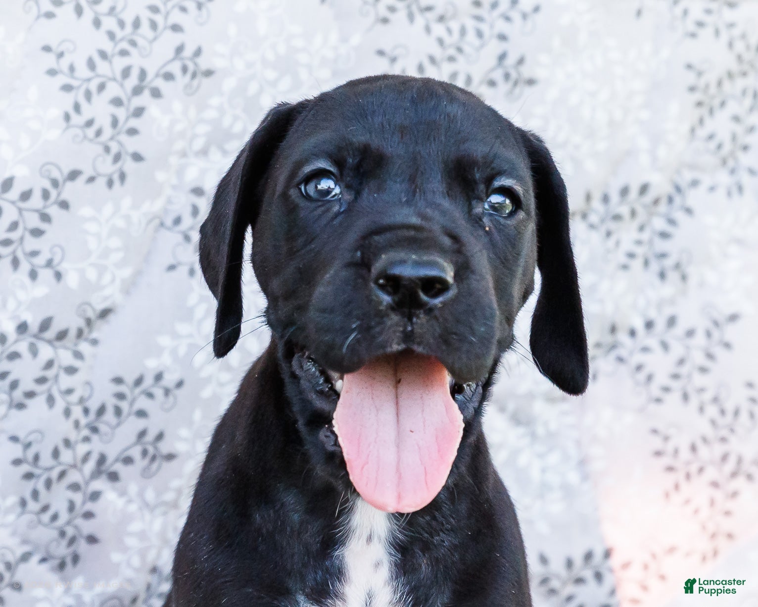 Great Dane dogs Bruce - Ad 2