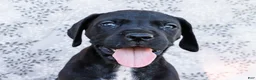 Great Dane dogs for sale: Bruce - Ad 2