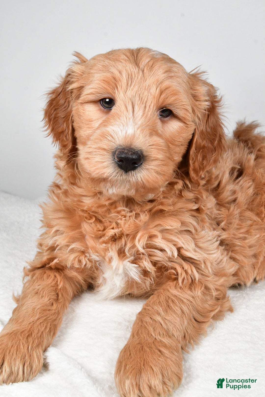 Mini Goldendoodle dogs for sale: Theo - Ad 6