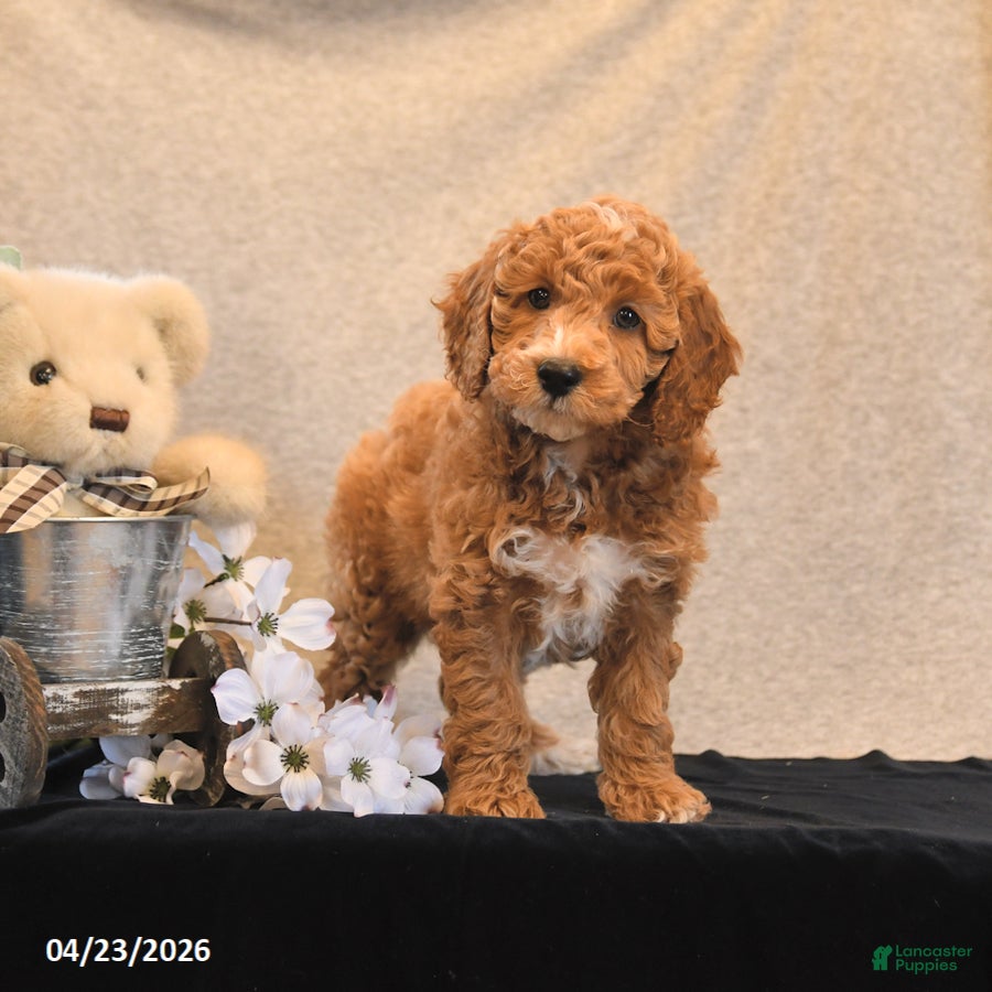 Miniature Poodle dogs Parfait - Ad 2
