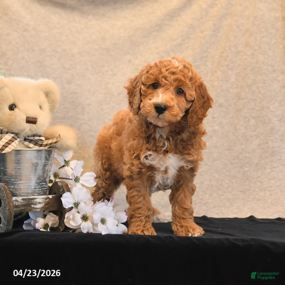 Miniature Poodle dogs for sale: Parfait - Ad 2