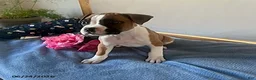 Boxer dogs for sale: Soraya - Ad 6