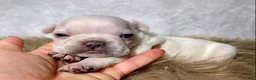 Frenchton dogs for sale: Mr. Archie - Ad 7