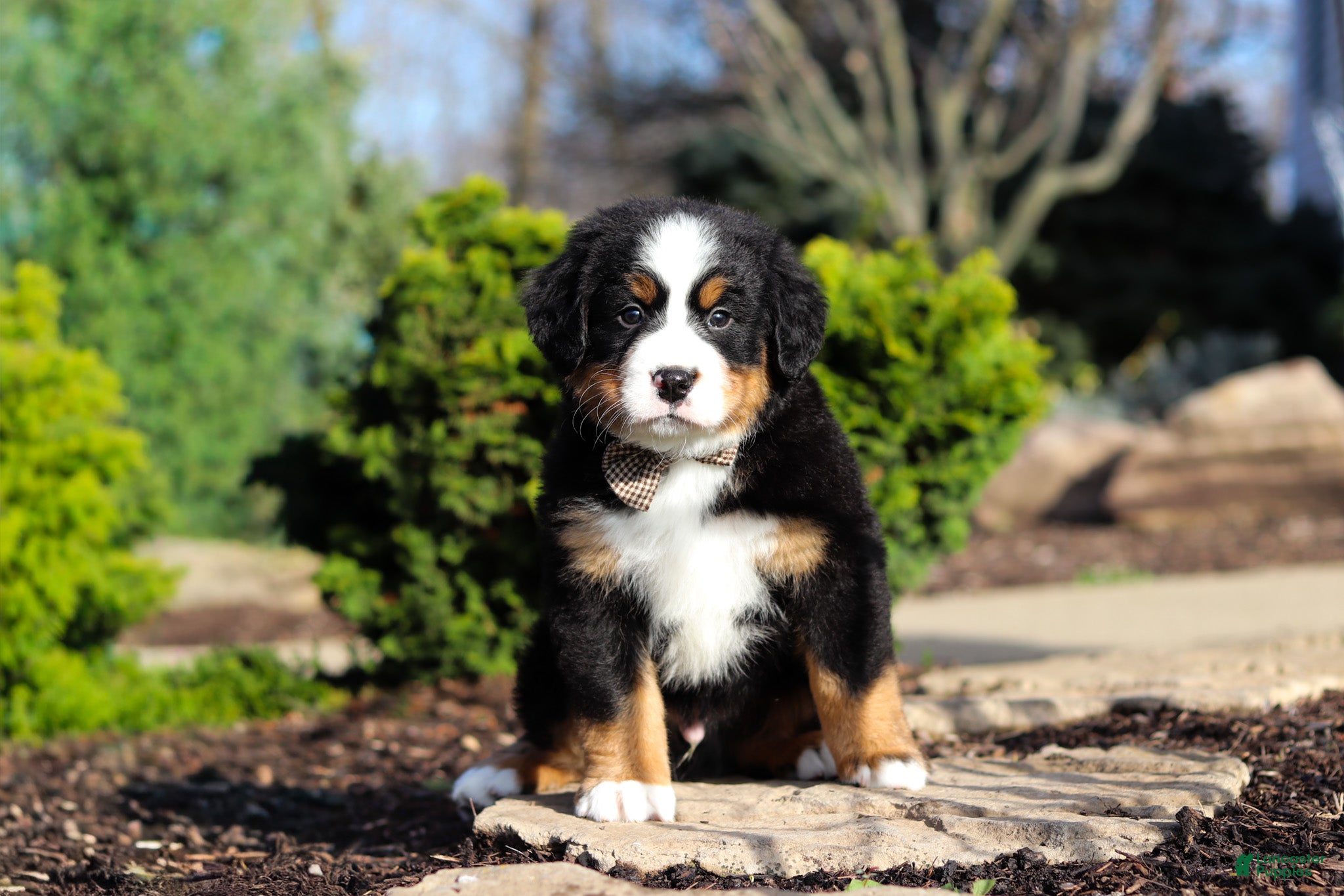 Bernese Mountain Dog dogs Prince - Ad 2