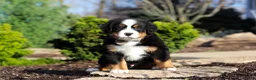 Bernese Mountain Dog dogs for sale: Prince - Ad 2