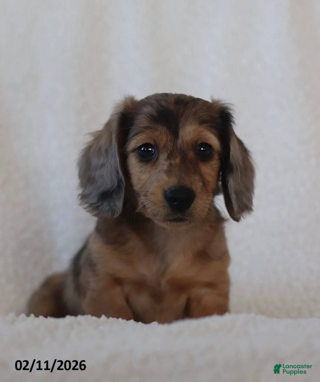 Miniature Dachshund dogs for sale: Lakota - Ad 5