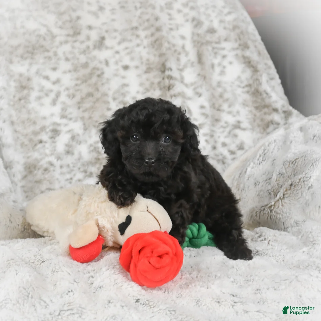 Cavapoo dogs for sale: Toby - Ad 12