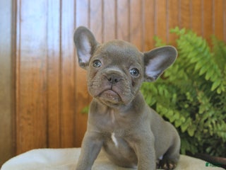 French Bulldog dogs - Ad 41