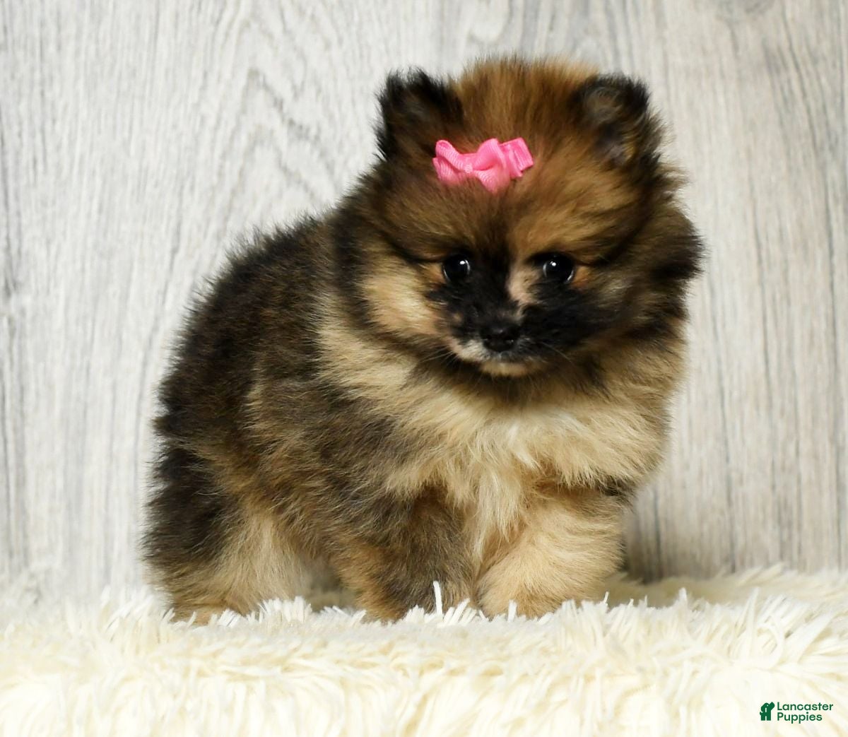 Pomeranian dogs Olive - Ad 9