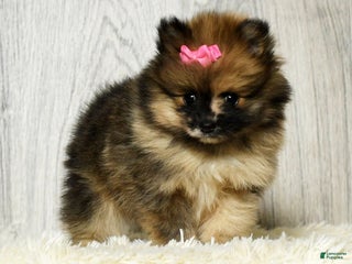 Pomeranian dogs Olive - Ad 17