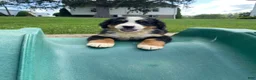 Bernese Mountain Dog dogs for sale: Dolly - Ad 10