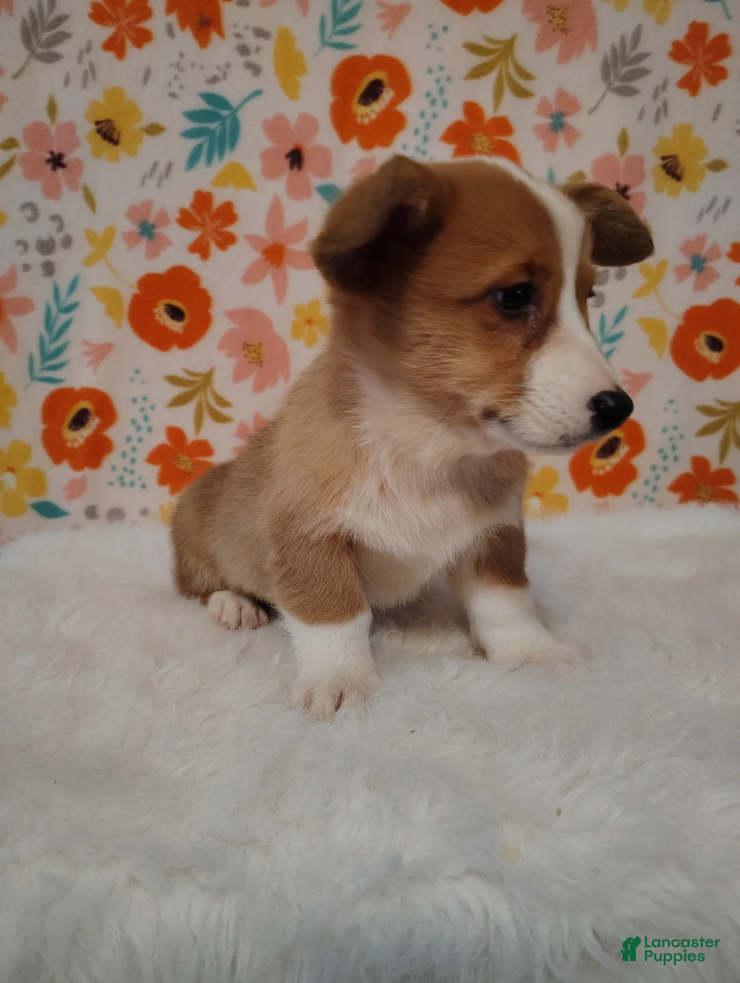 Welsh Corgi Pembroke dogs for sale: Walker - Ad 1