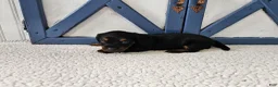 Miniature Dachshund dogs for sale: Barbie - Ad 6