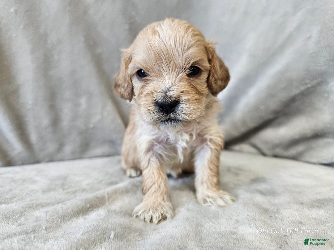Cavapoo dogs for sale: Stelline - Ad 8
