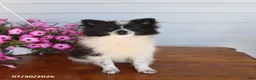 Pomeranian dogs for sale: Mitch - Ad 3
