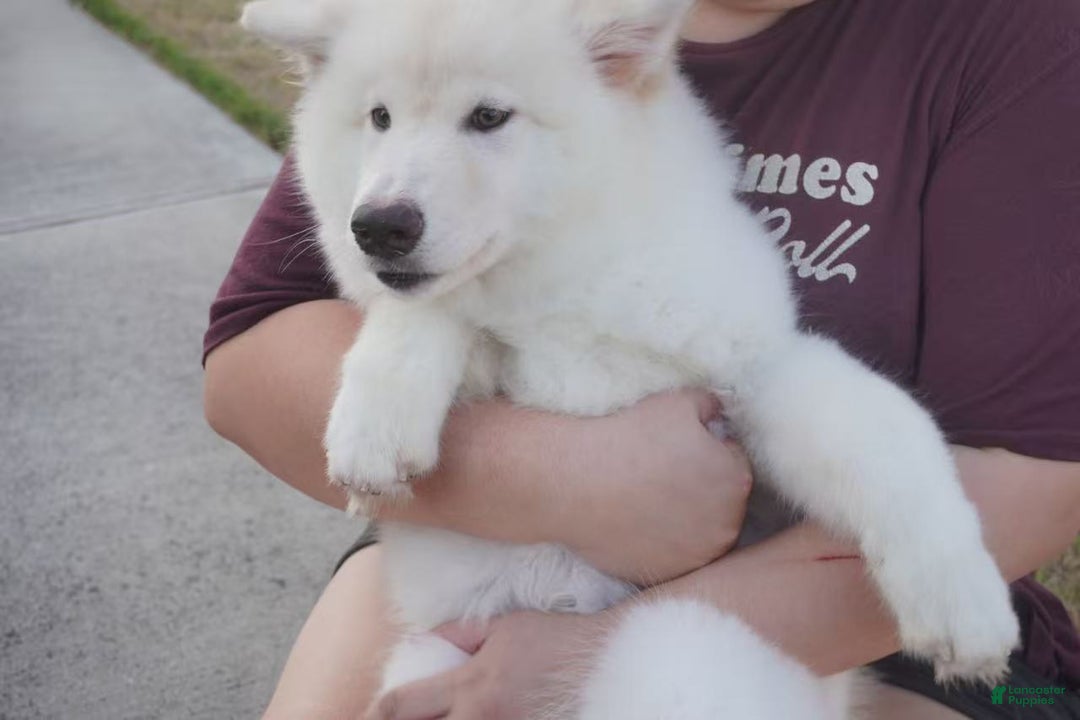 Alaskan Malamute dogs for sale: Xi Xi - Ad 32