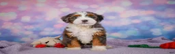 Mini Bernedoodle dogs for sale: Shelby - Ad 7