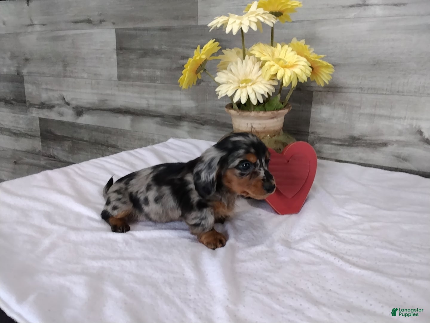 Miniature Dachshund dogs Banks - Ad 18