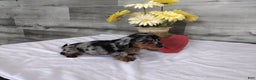 Miniature Dachshund dogs for sale: Banks - Ad 1