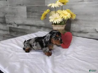 Miniature Dachshund dogs Banks - Ad 27