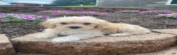 Cavapoo dogs for sale: Annie - Ad 9