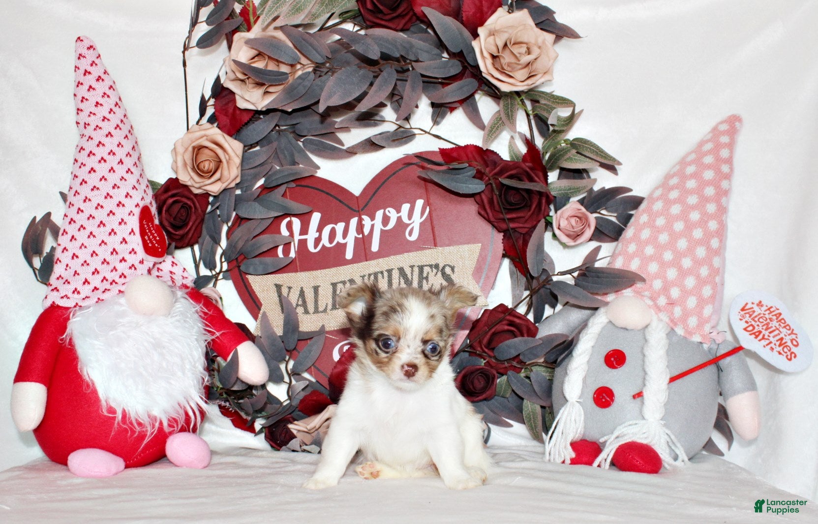 Chihuahua dogs Happy - Ad 9