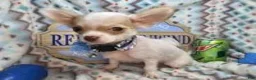 Chihuahua dogs for sale: Carrusso - Ad 5